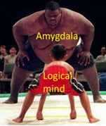 amygdala